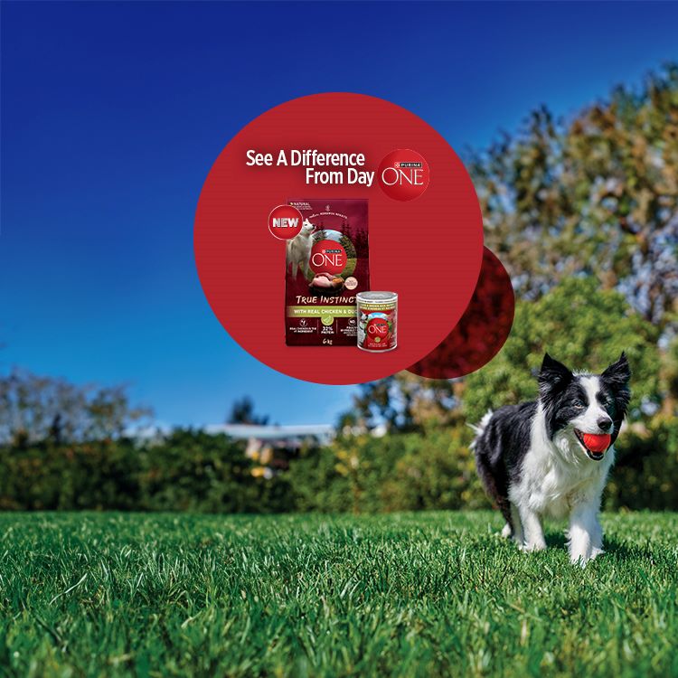 PURINA ONE® See A Difference From Day ONE. SHOP NOW
