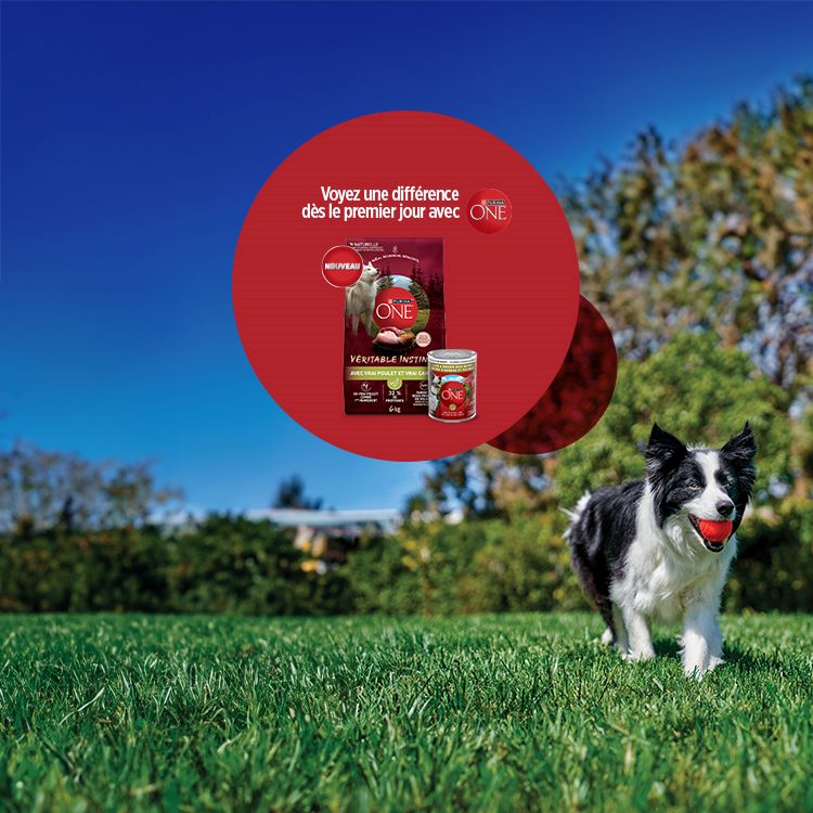 PURINA ONE® Voyez une différence dès le premier jour avec ONE. ACHETER MAINTENANT
