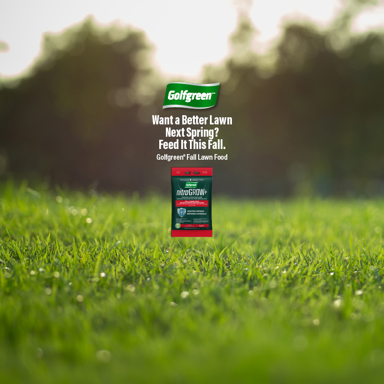 Golfgreen™. Want a Better Lawn Next Spring? Feed It This Fall. Golfgreen® Fall Lawn Food. Shop Now.